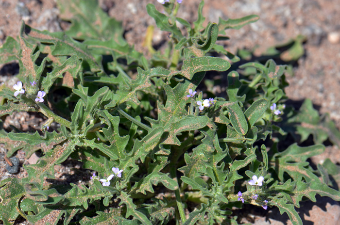 Stock plants bloom from February, March or April. The bloom from January to May in their native Spain. Currently Matthiola parviflora is thought to be an exotic species in central and southern Arizona around Phoenix and Tucson. Matthiola parviflora